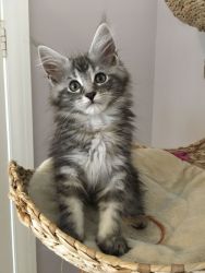 Maine coon kittens for adoption
