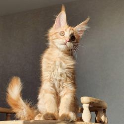 Fancy maine coon kittens for sale now
