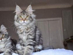 Classic maine coon kittens for sale near me