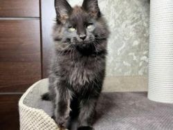 Black maine coon kittens for sale
