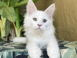 White maine coon kittens for sale