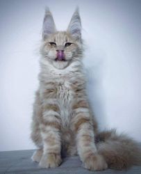Giant maine coon kittens for sale