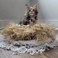 Registered maine coon kittens for sale