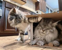 Fluffy maine coon cats for sale