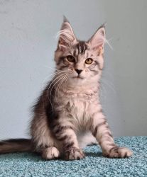 Tica registered maine coon kittens for sale
