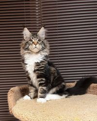 Playful maine coon kittens for sale