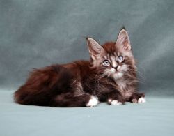 Maine Coon male blue eyes