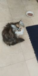Super Cute Kitten