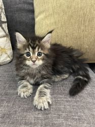 Stunning classic female Maine Coon