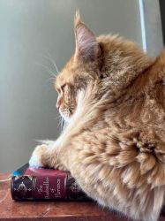 Red tabby Maine Coon for sale