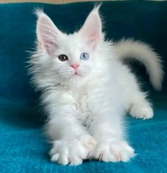 stunning cream maine Coon kittens