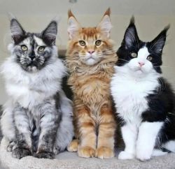 Mainecoon kittens - Reduced price 250£