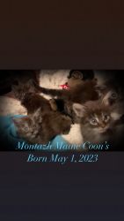 Male Maine Coon Kitten