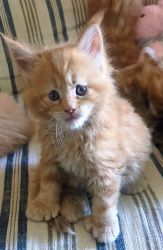 Maine Coon Kittens, Purebred