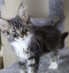 Pure maine coon kittens
