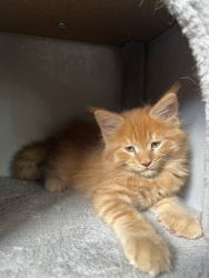 Maine Coon pure bred kitten
