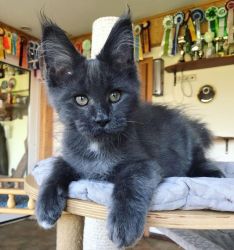 Smart Maine Coon Kittens Available.