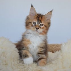 Maine Coon Cookie