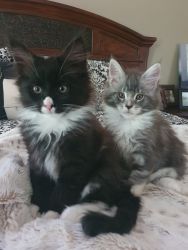 3 Maine Coon Left