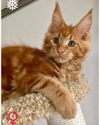Healthy maine coon kittens