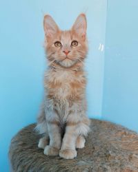 Healthy Tested maine coon kitten