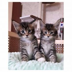 Lindos y encantadores gatitos Maine Coon listos para salir a hogares q