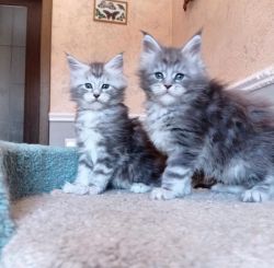 Male and female maine coon kittens