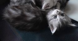 Maine Coon Kittens born 07/13/2023