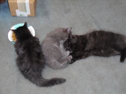New litter Maine Coon Kittens