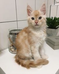 Adorable Maine Coon Kittens for homes