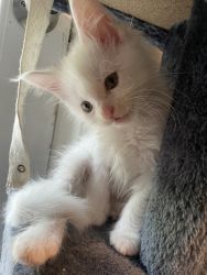 “Walker” Male White Maine Coon kitten