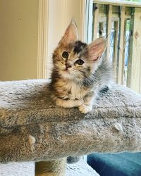 Lucy Female black/silver tucked tabby Maine Coon Kitten