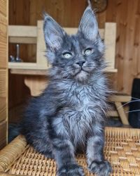 Our Maine Coon Kittens Are All Set And Ready To Go To Their Forever Ho