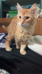 Rehoming a orange maincoon kitten