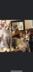 Maine Coon kittens and young cats available to good homes