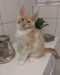 Beautiful Maine Coon kittens available