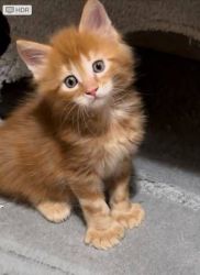 Purebred maine coon kittens
