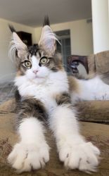 Maine Coon female Luna available for pick up in Miami