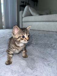 Maine coon kitten, vet approved