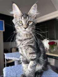 Maine Coon female
