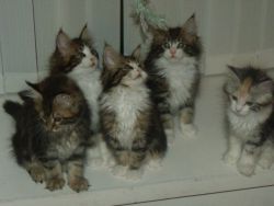 Pedigree purebred Maine coon kittens for sale
