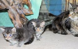purebred Maine coon kittens