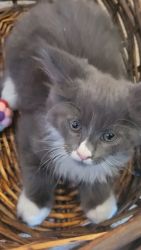 Maine Coon kitten available