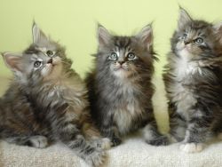 Purebred Maine Coon Kittens
