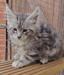 MAINE COON KITTENS AVAILABLE TO LEAVE NOW!!