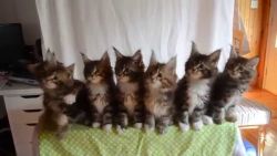 Ready To Go!! Stunning Maine Coons Kittens!!