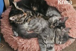 4 Maine coon kittens