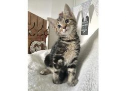 Pedigree Maine Coon Kitten for sale
