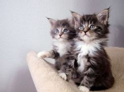 5 stunning Mainecoon kittens looking for their forever homes