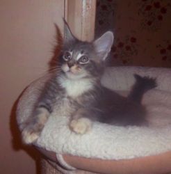 Full Breed Maine Coon Kittens